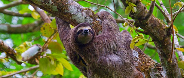Sloth